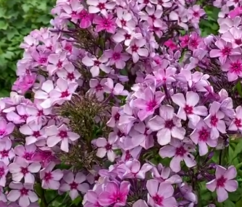 Флокс метельчатый Даша Азарова Витилиго