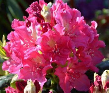 Рододендрон гибридный Royal Amaranth