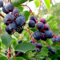 Ирга канадская Saskatoon Berry