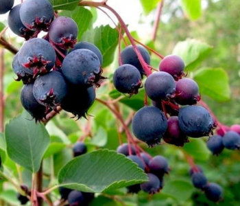 Ирга канадская Saskatoon Berry