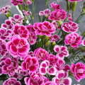 Гвоздика Pink Kisses