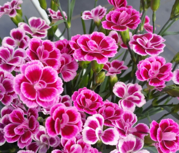 Гвоздика Pink Kisses