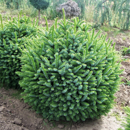 Ель обыкновенная Pygmaea Шар