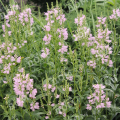Физостегия виргинская Pink Manners