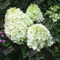 Гортензия метельчатая Summer Snow