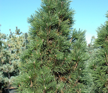 Сосна горная Columnaris