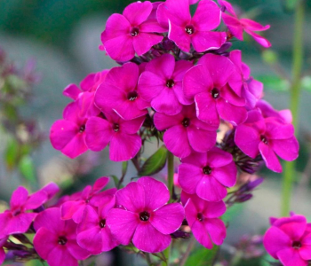 Флокс метельчатый Gorizvet