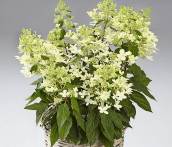 Гортензия метельчатая Pandria