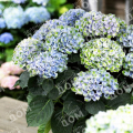 Гортензия крупнолистная Magical Revolution Blue