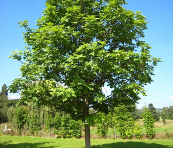 Ясень обыкновенный