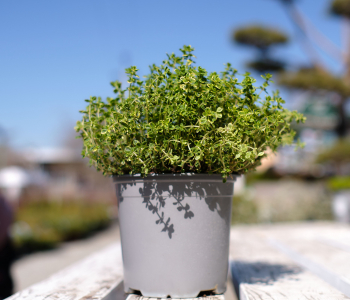 Тимьян лимоннопахнущий Anderson's Gold