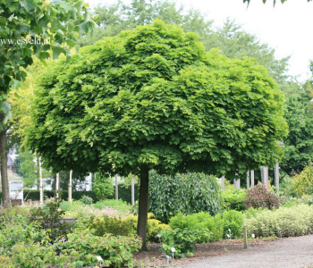 Клен остролистный Globosum