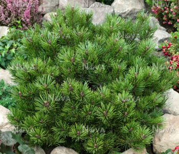 Сосна горная Klostergun
