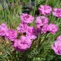 Гвоздика серовато-голубая Pink Jewel