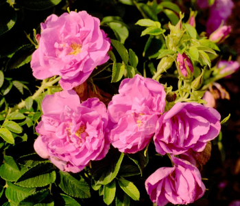 Роза морщинистая Pink Roadrunner