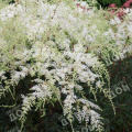 Астильба простолистная White Sensation