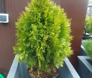Туя восточная Aurea Nana