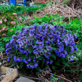 Медуница длиннолистная Blue Ensign