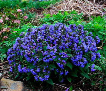 Медуница длиннолистная Blue Ensign