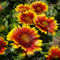Гайлардия гибридная Spintop Orange Halo