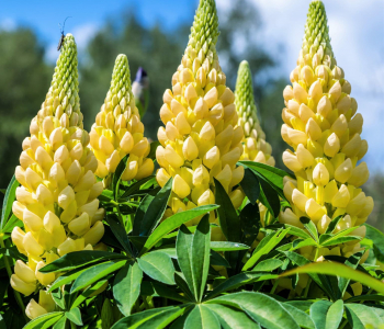 Люпин многолистный Gallery Yellow