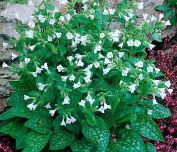 Медуница лекарственная Sissinghurst White