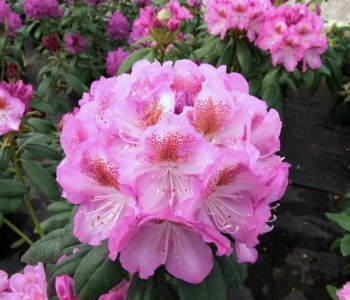 Рододендрон гибридный Royal Violet