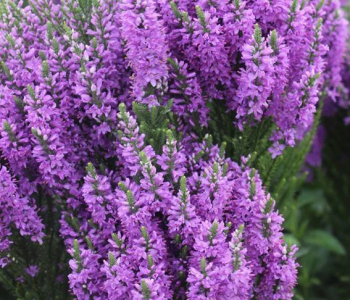 Вероника колосистая Purple Explosion