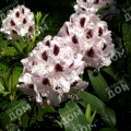 Рододендрон гибридный Calsap