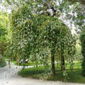 Ива козья Pendula