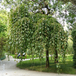 Ива козья Pendula