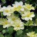Клематис крупноцветковый Guernsey Cream