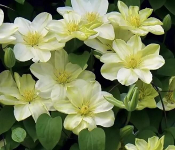 Клематис крупноцветковый Guernsey Cream