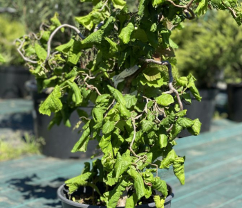 Лещина обыкновенная Medusa