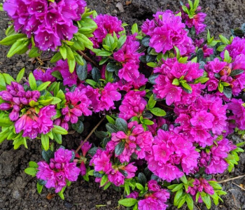 Рододендрон японский Konigstein