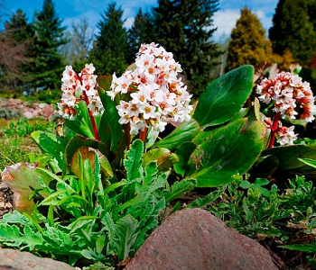 Бадан сердцелистный Bressingham White