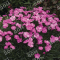 Гвоздика перистая Dinetta Soft Pink