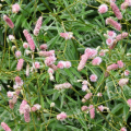 Кровохлебка лекарственная Old Pink