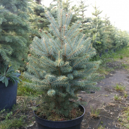 Ель колючая Glauca EXTRA