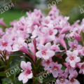 Вейгела Pink Poppet