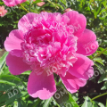 Пион молочноцветковый Edulis Superba