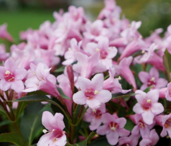 Вейгела Pink Poppet