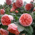 Роза чайно-гибридная Chippendale (TANTAU)