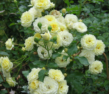 Роза плетистая Elfe (Tantau)