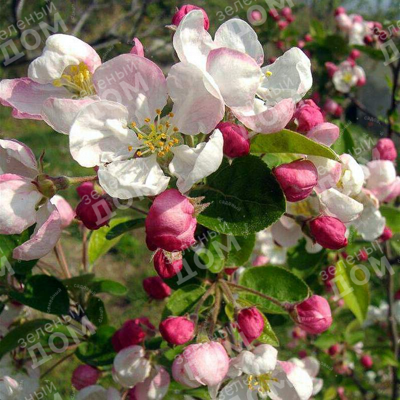 Декоративные яблони купить. Malus Evereste яблоня. Яблоня малус Эверест. Яблоня декоративная Evereste. Яблоня гибридная Эверест.