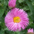 Мелколепестник красивый Pink Jewel