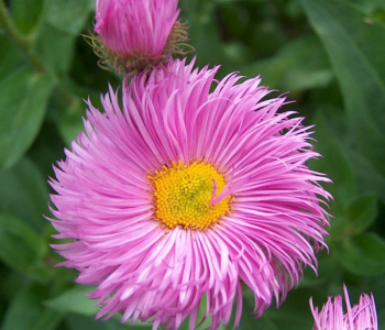Мелколепестник красивый Pink Jewel