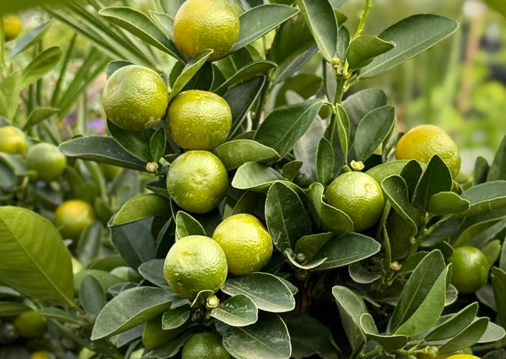 Растения для патио и террасы