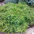 Ель обыкновенная Procumbens