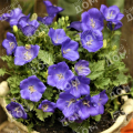Колокольчик карпатский Perla Blue